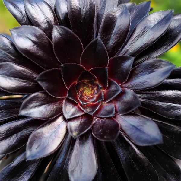 5gal Aeonium Zwartkop plant photo