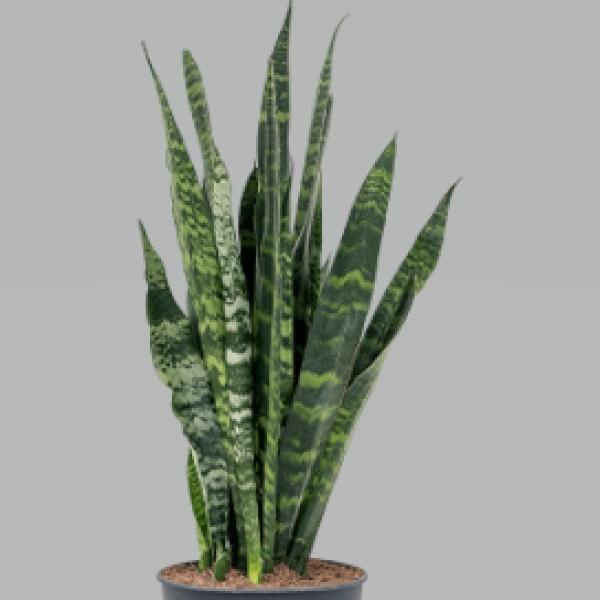 6" Sansevieria Black Coral plant photo