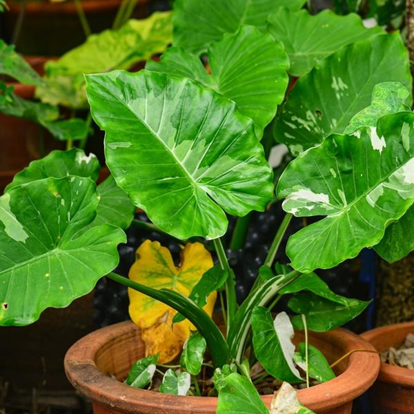 4" Alocasia Odora Okinawa Silver plant photo