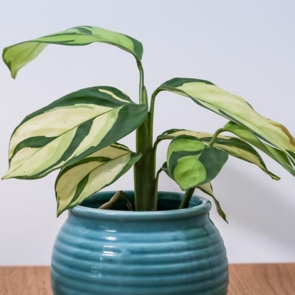 6" Ctenanthe Lubbersiana plant photo