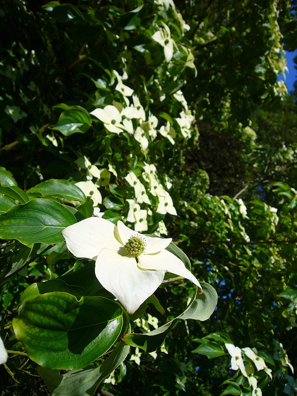 Dogwood &