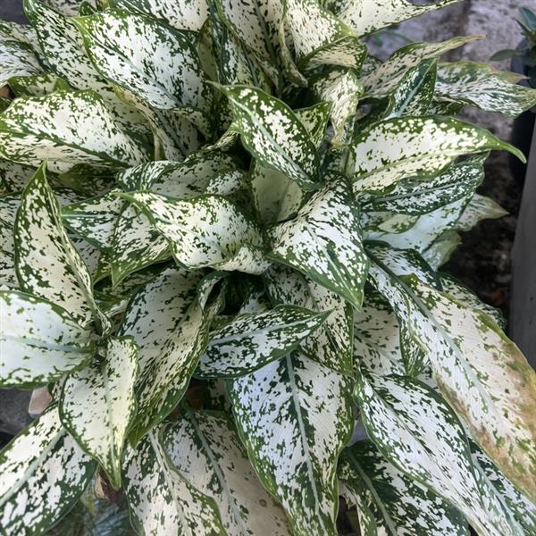 4" Aglaonema Snow White plant photo