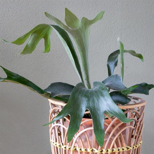 8" Fern Platycerium Bifurcatum plant photo
