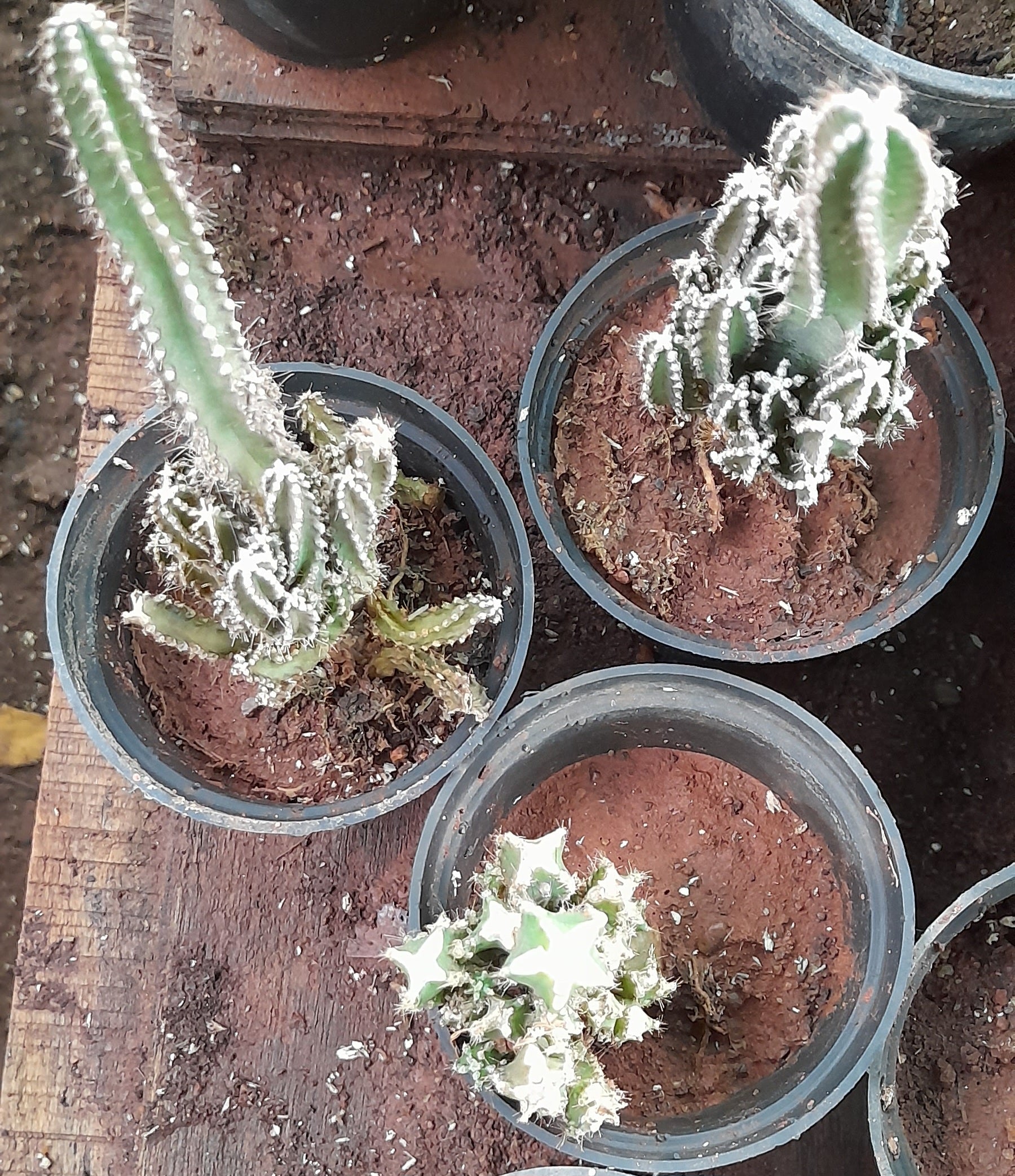 4" Cactus Fairy Castle plant photo