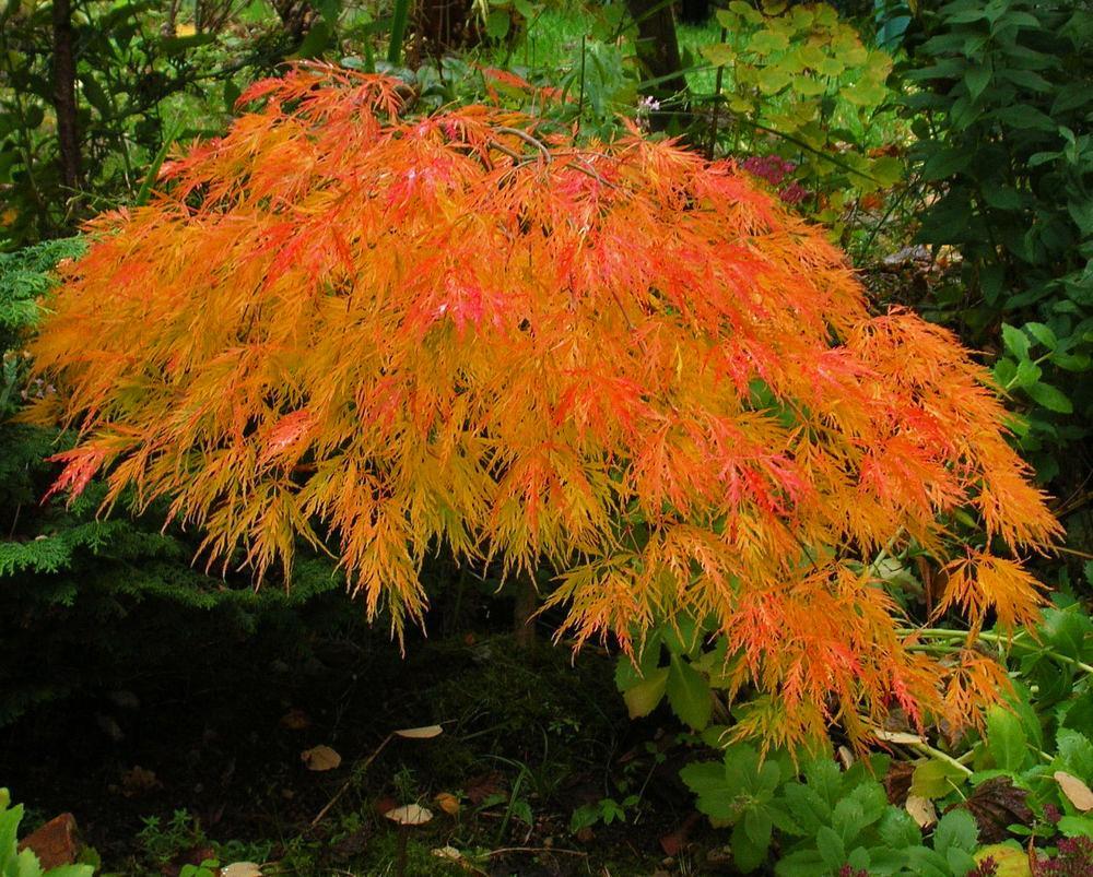 Japanese Maple &