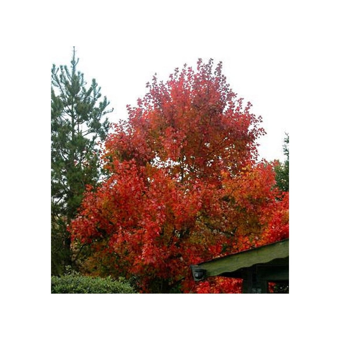 Maple &