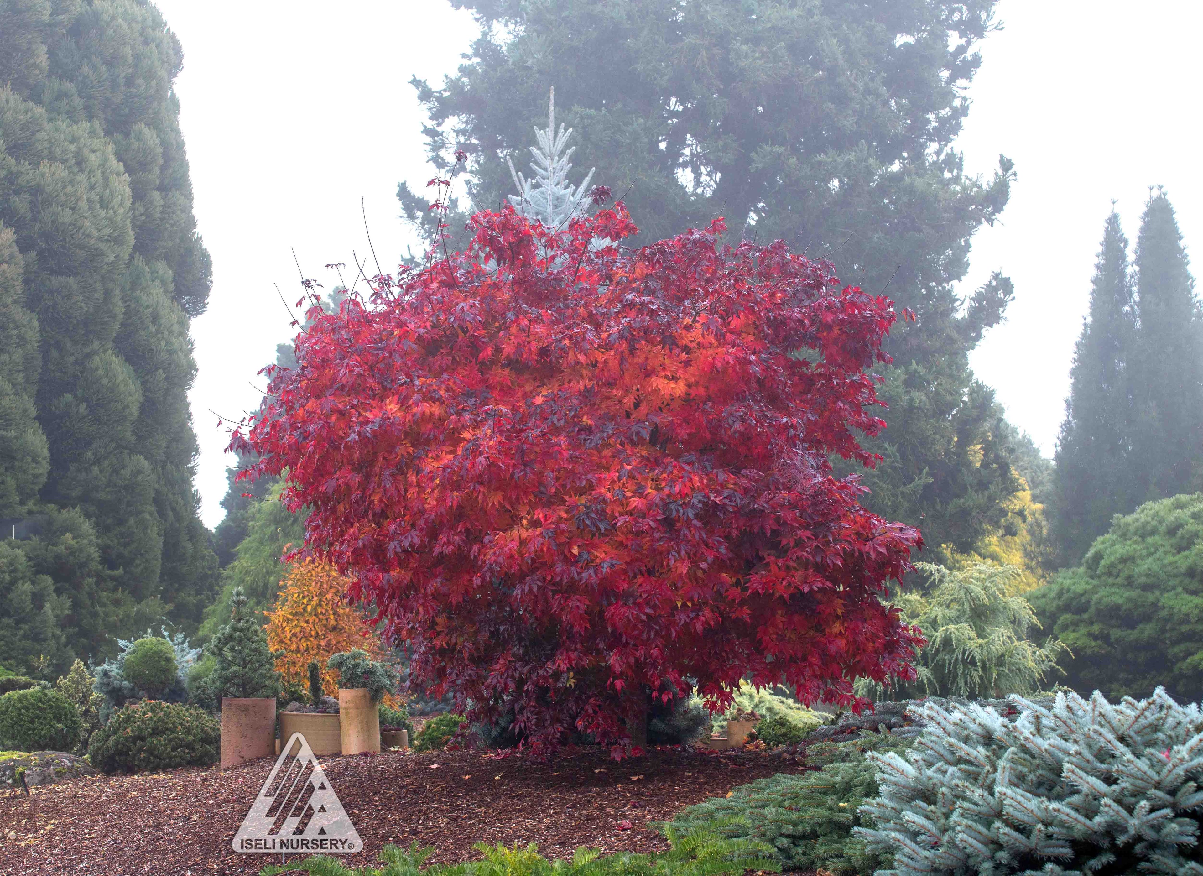 Japanese Maple &
