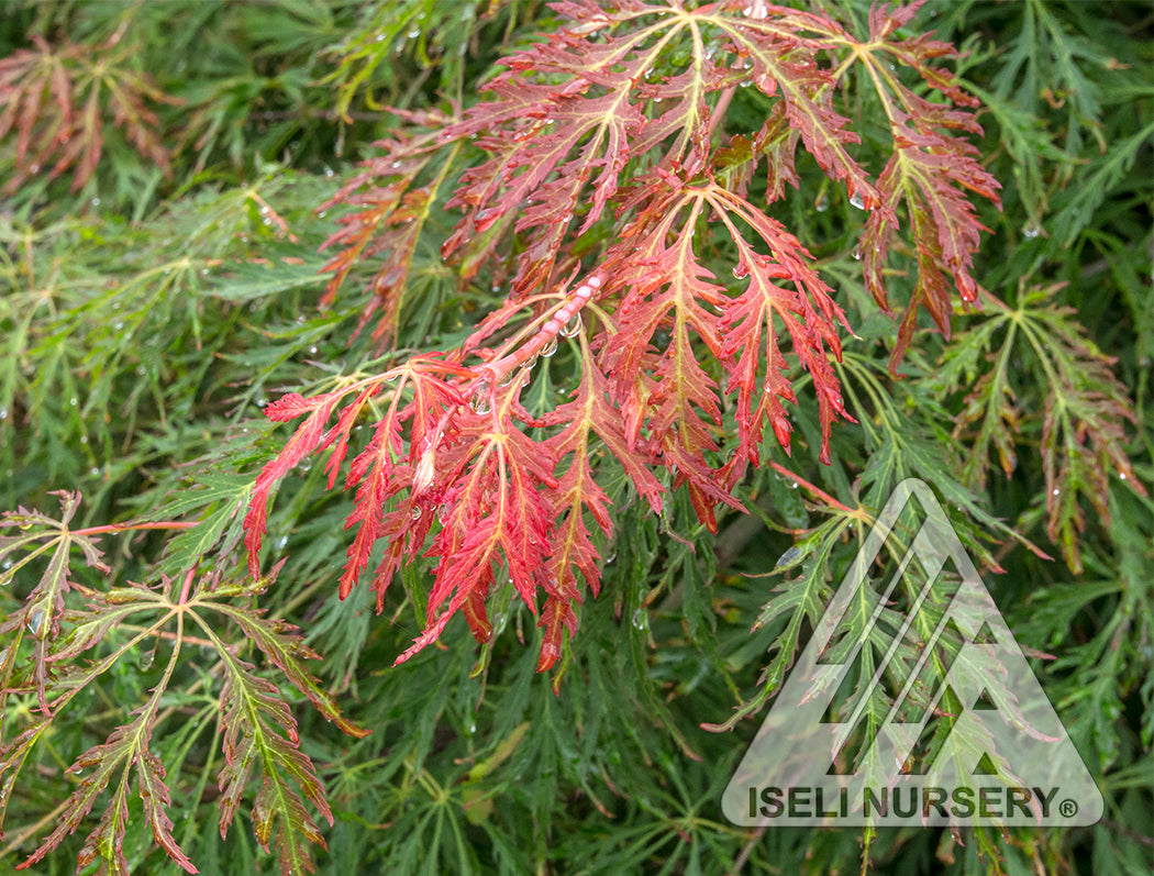 Japanese Maple &
