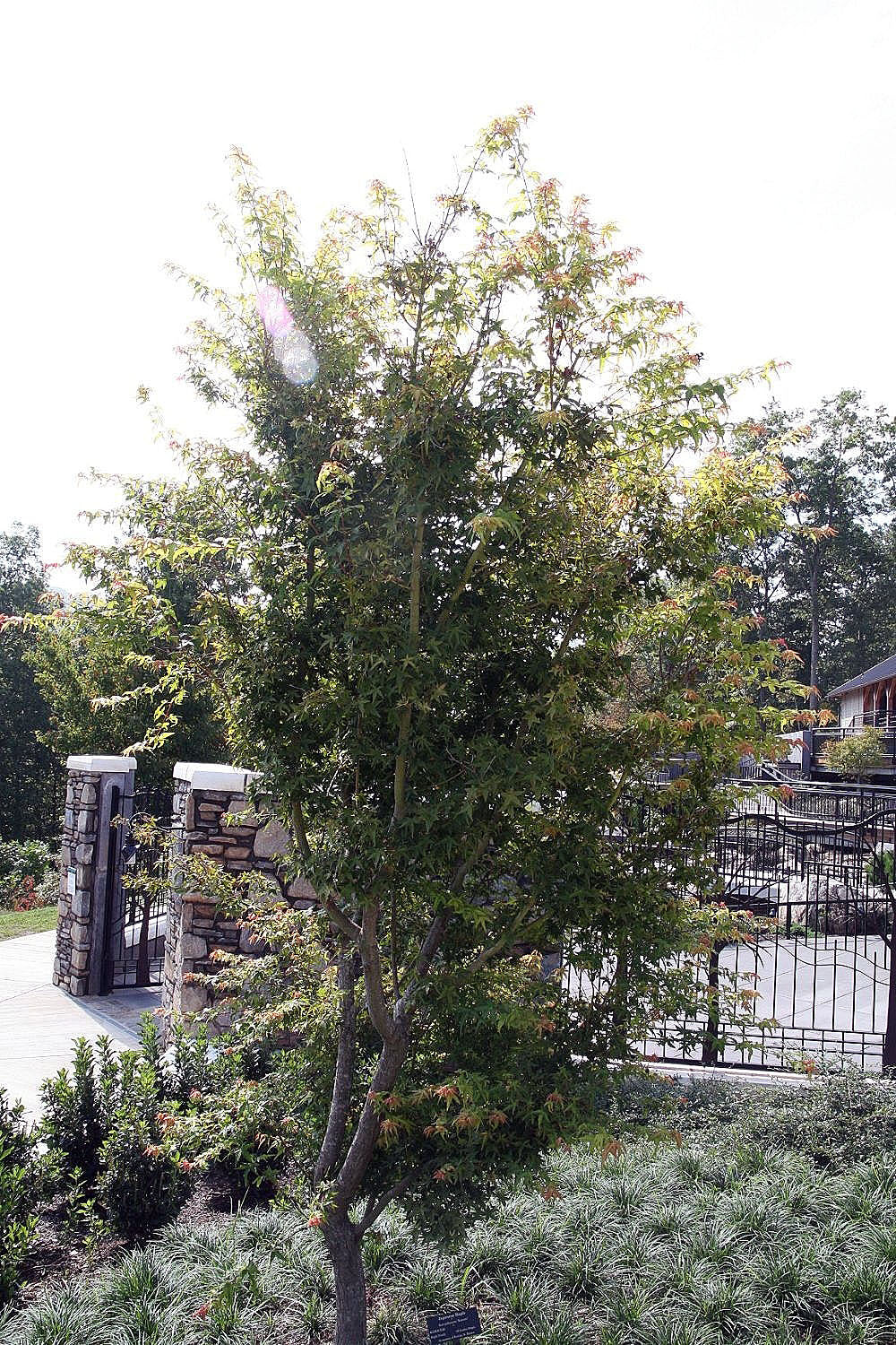 Japanese Maple &