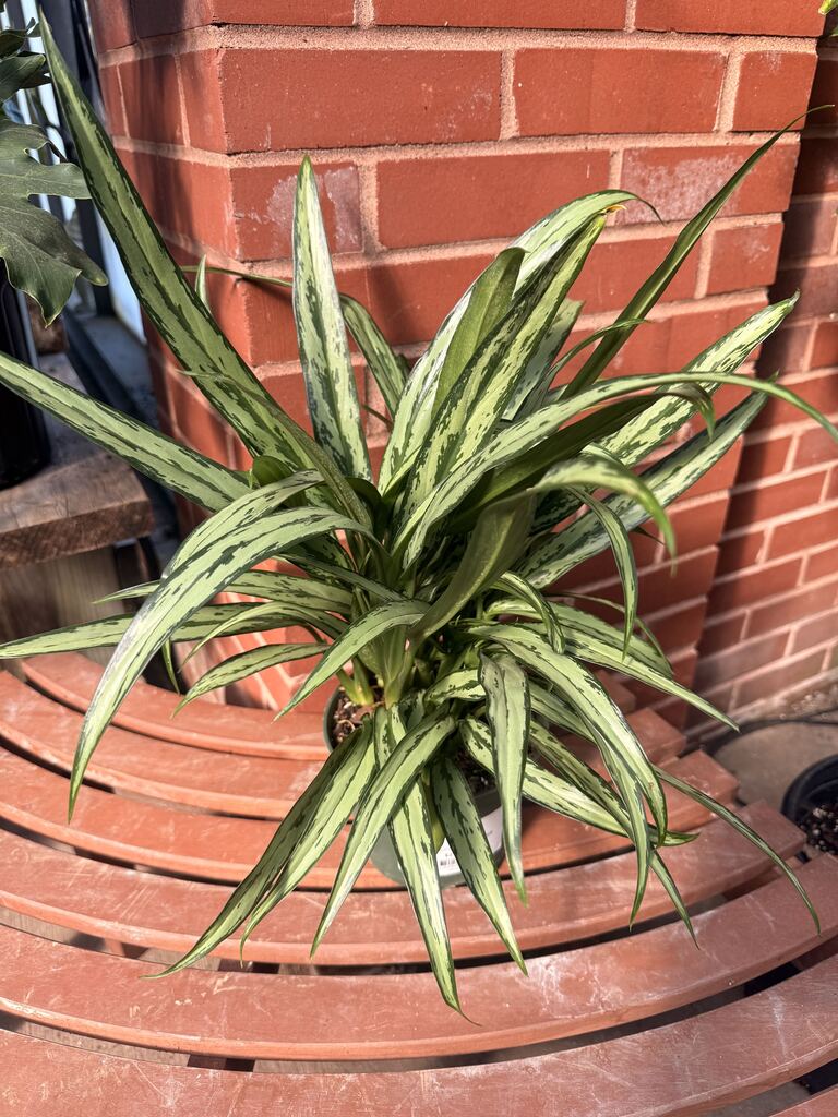 Aglaonema Cutlass
