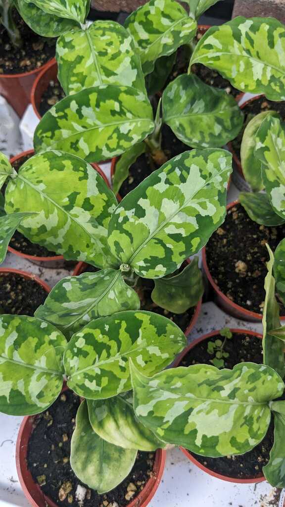 Aglaonema Pictum Tricolor
