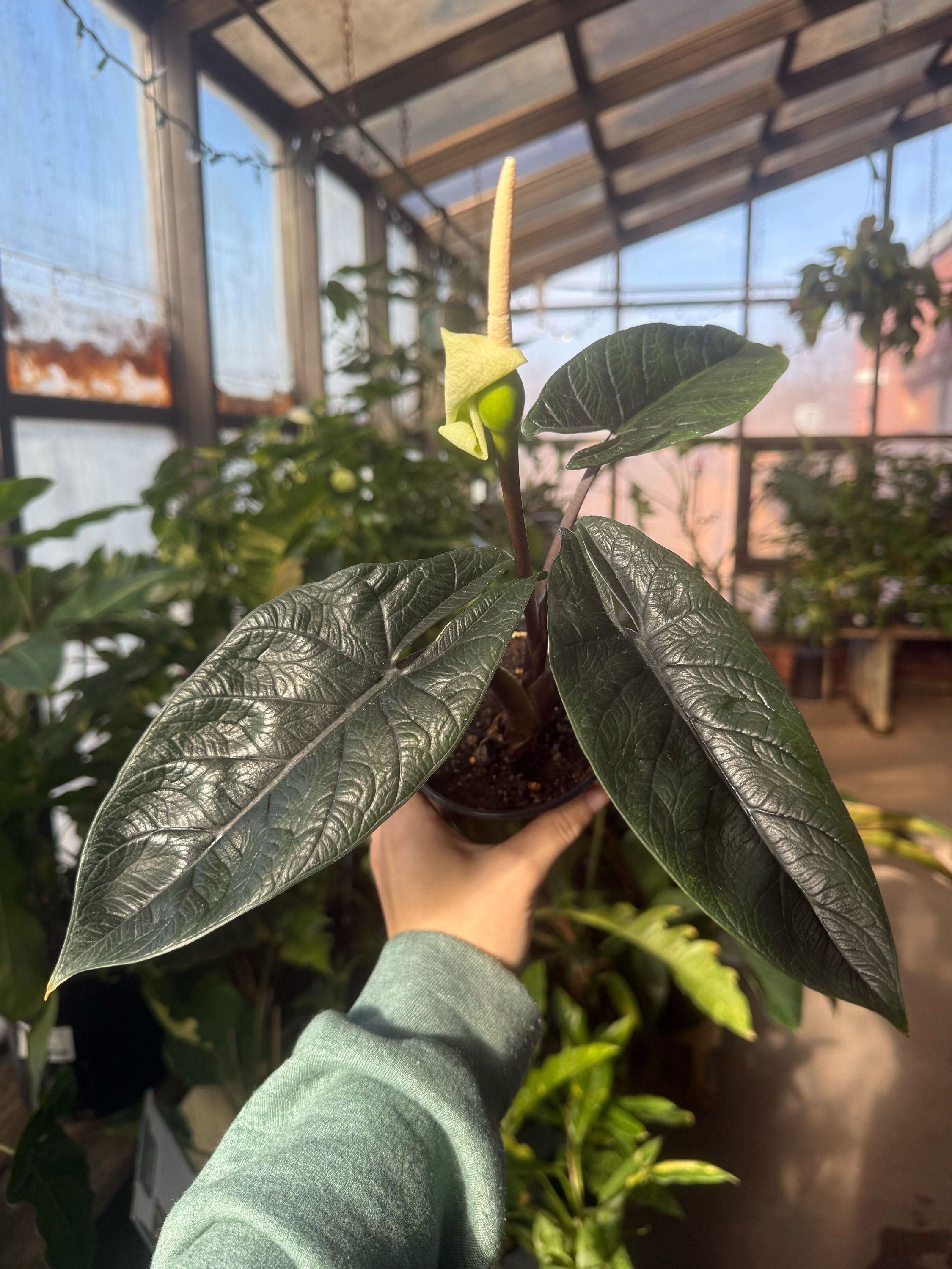 4" Alocasia Scalprum plant photo