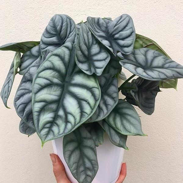 4" Alocasia Silver Dragon plant photo
