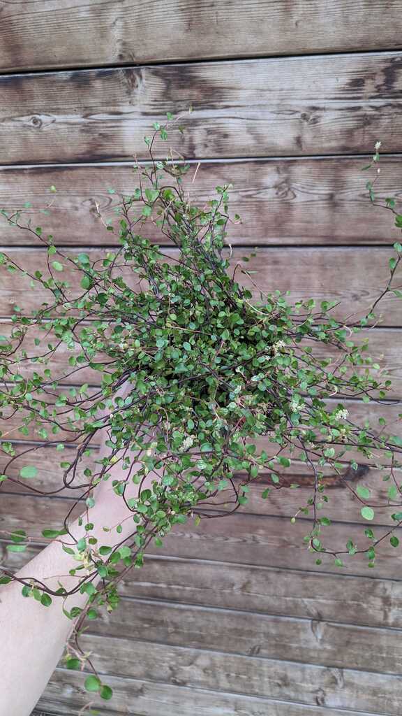Angel Vine