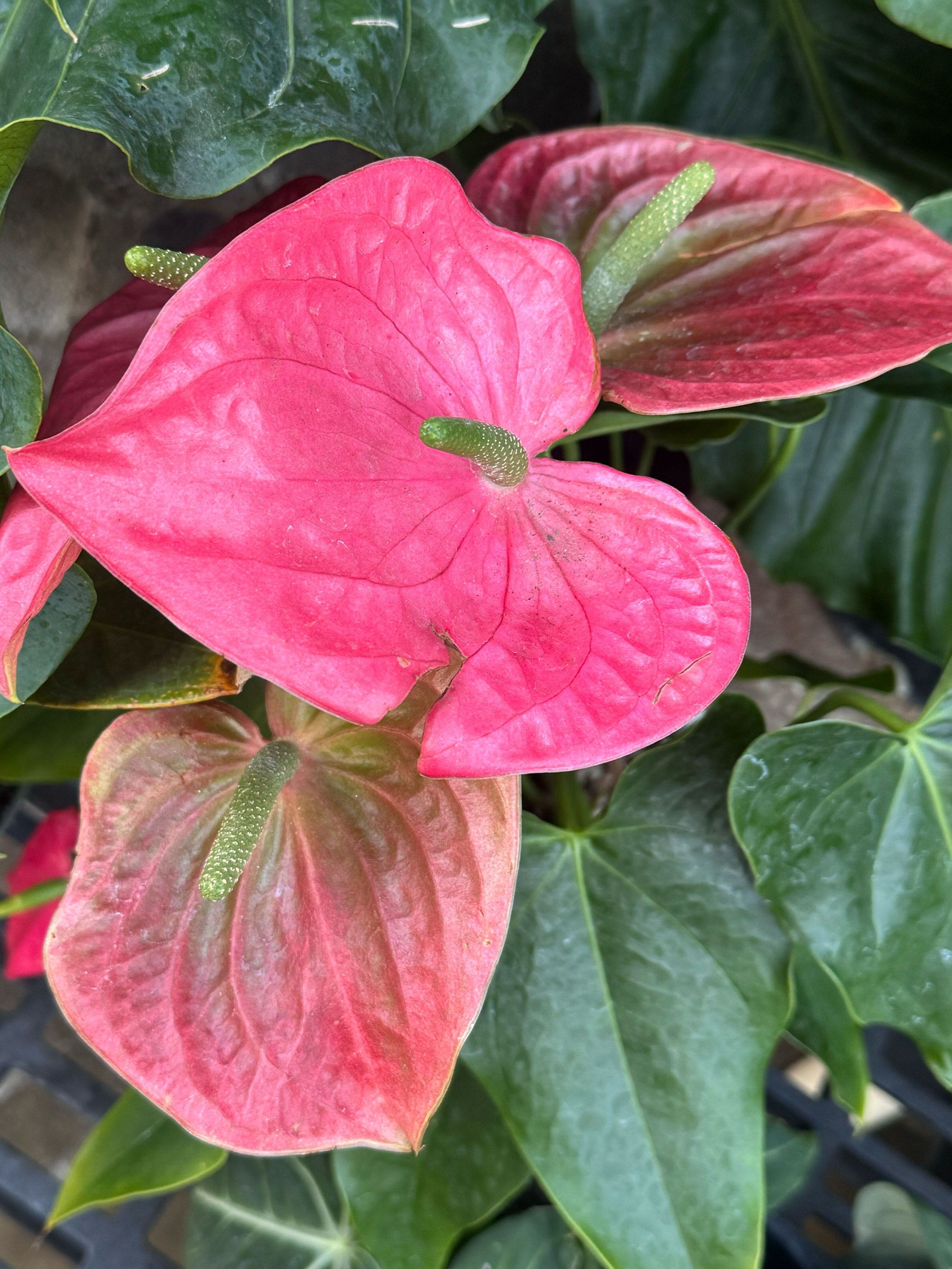 10" Anthurium Pink California