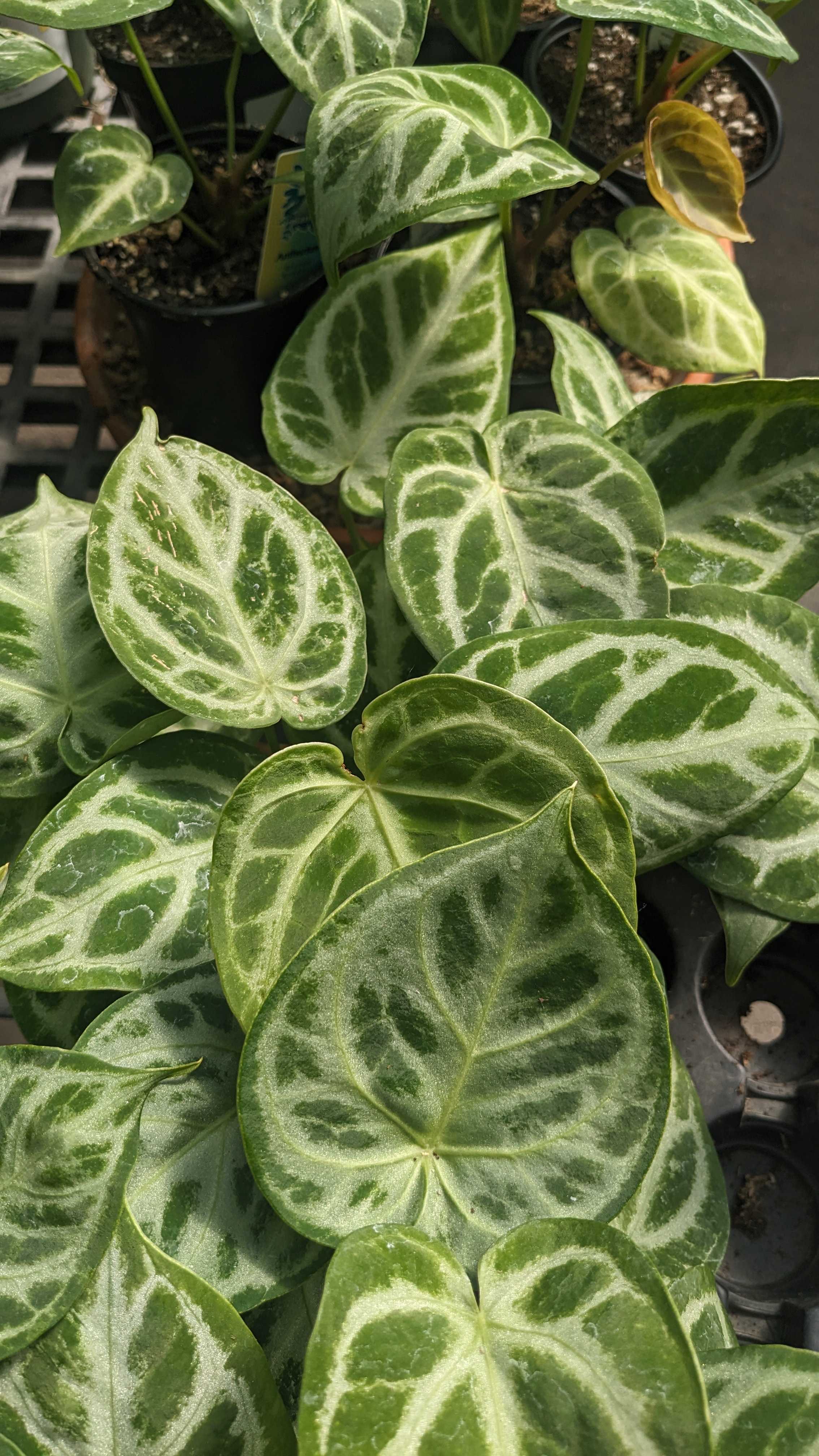Anthurium Silver Blush
