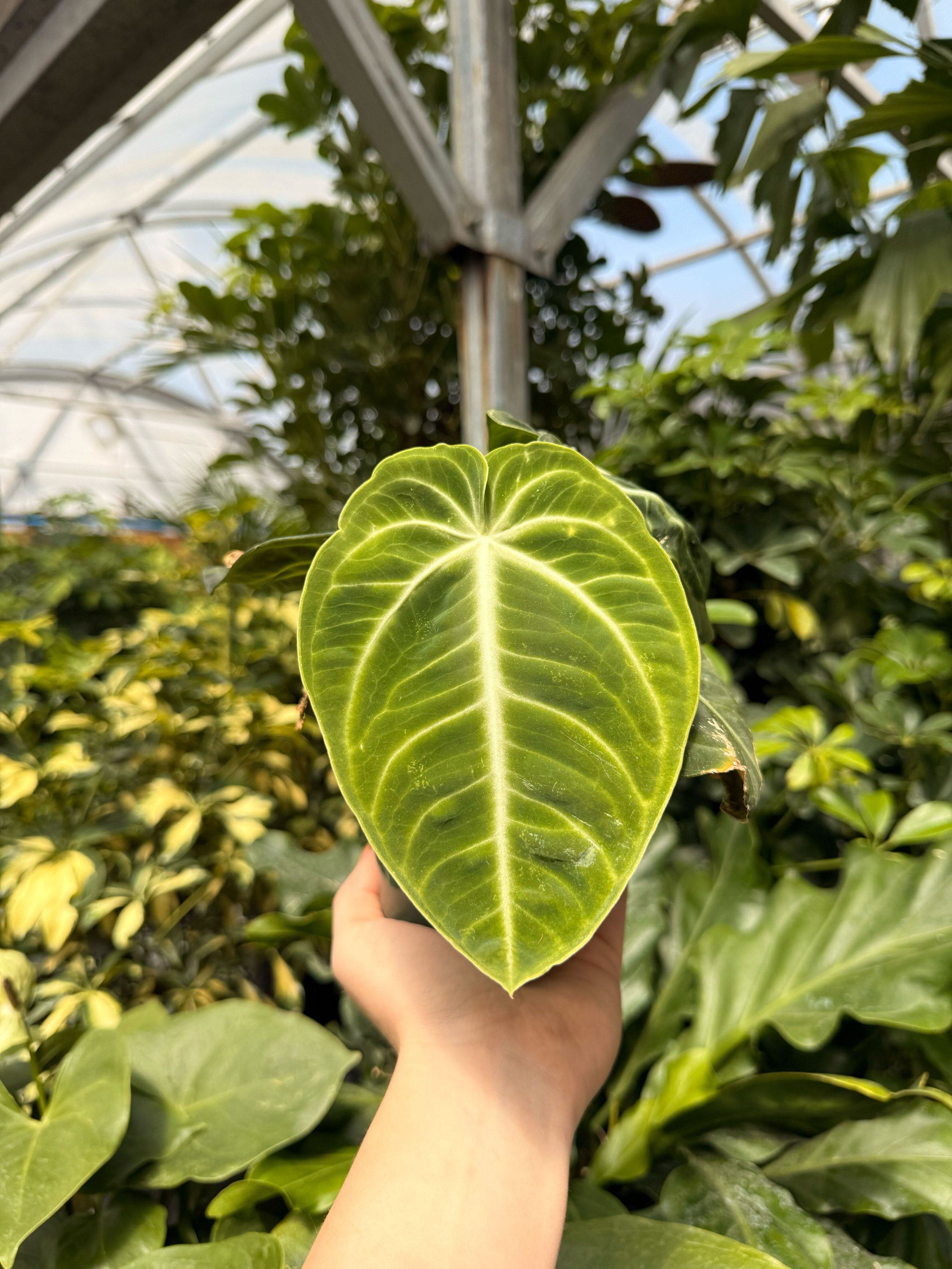 4" Anthurium villenaovum croat.