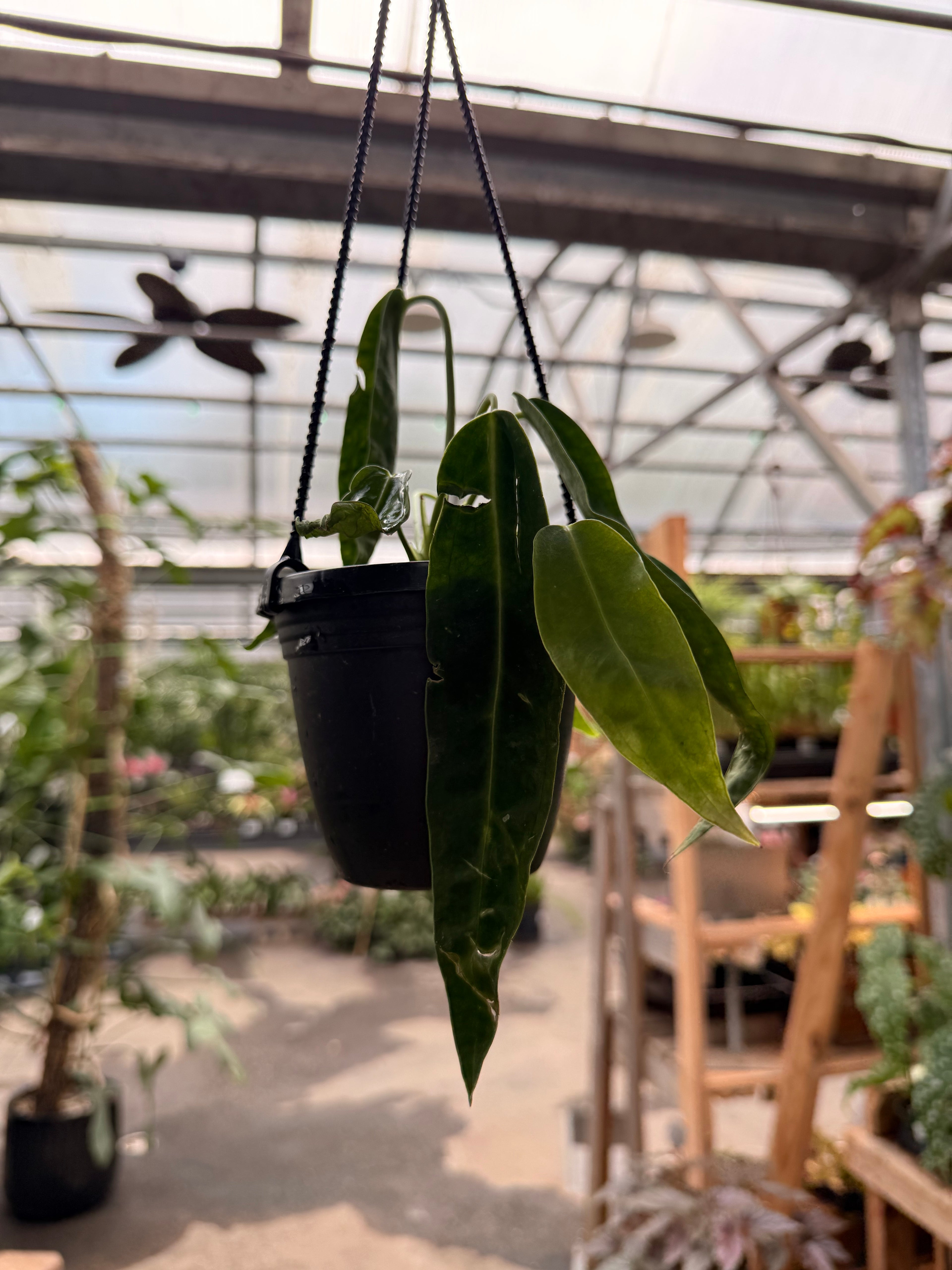 Anthurium Warocqueanum