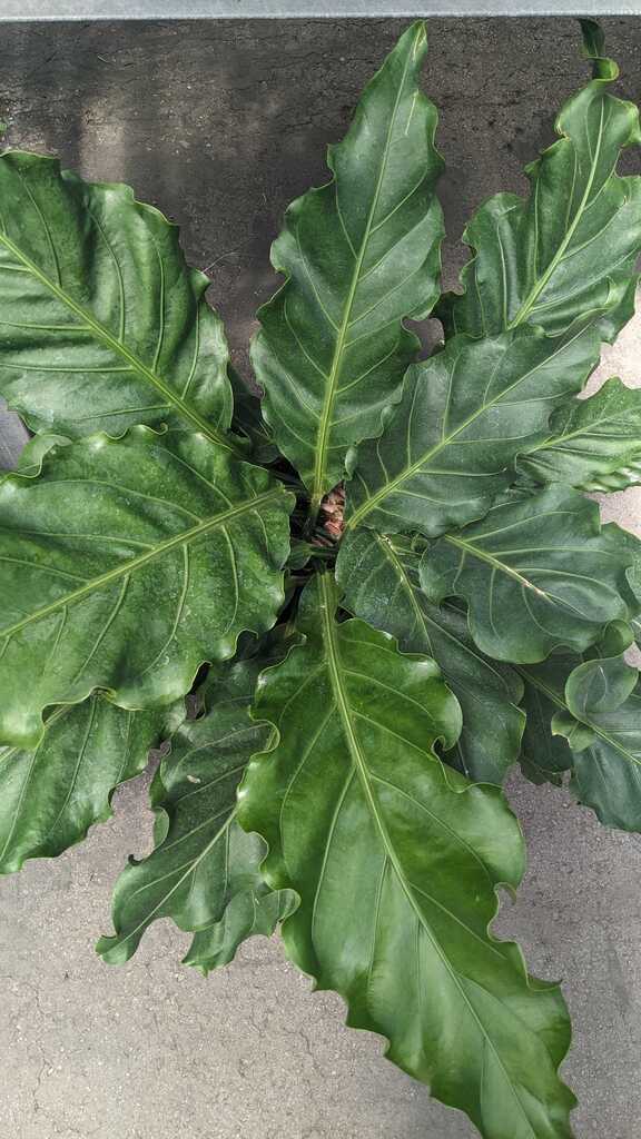 Anthurium Hookerii