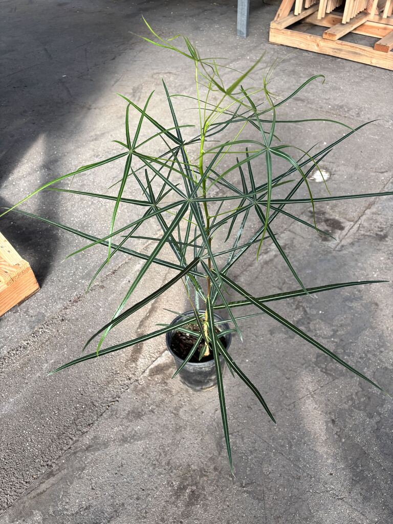 Australian Bottle Tree