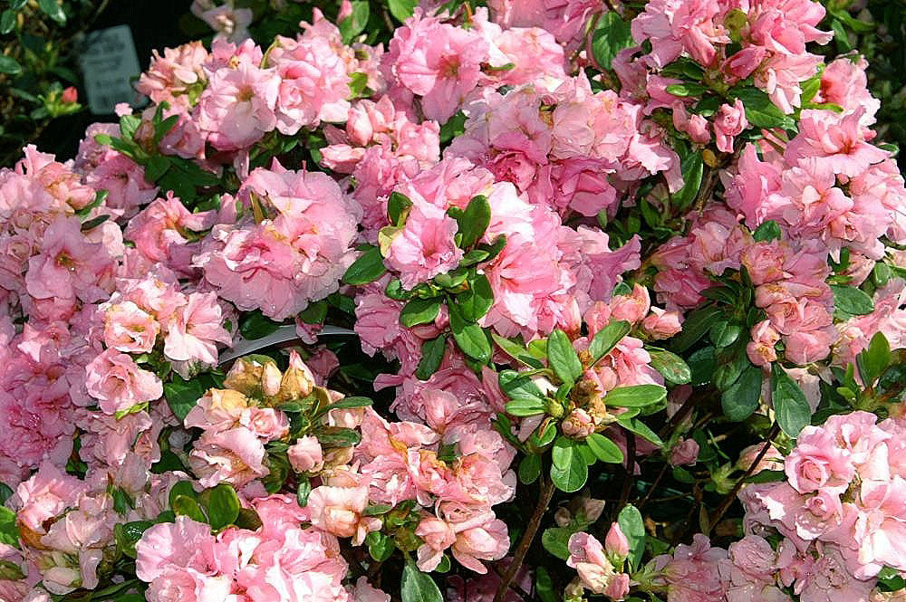 Azalea &