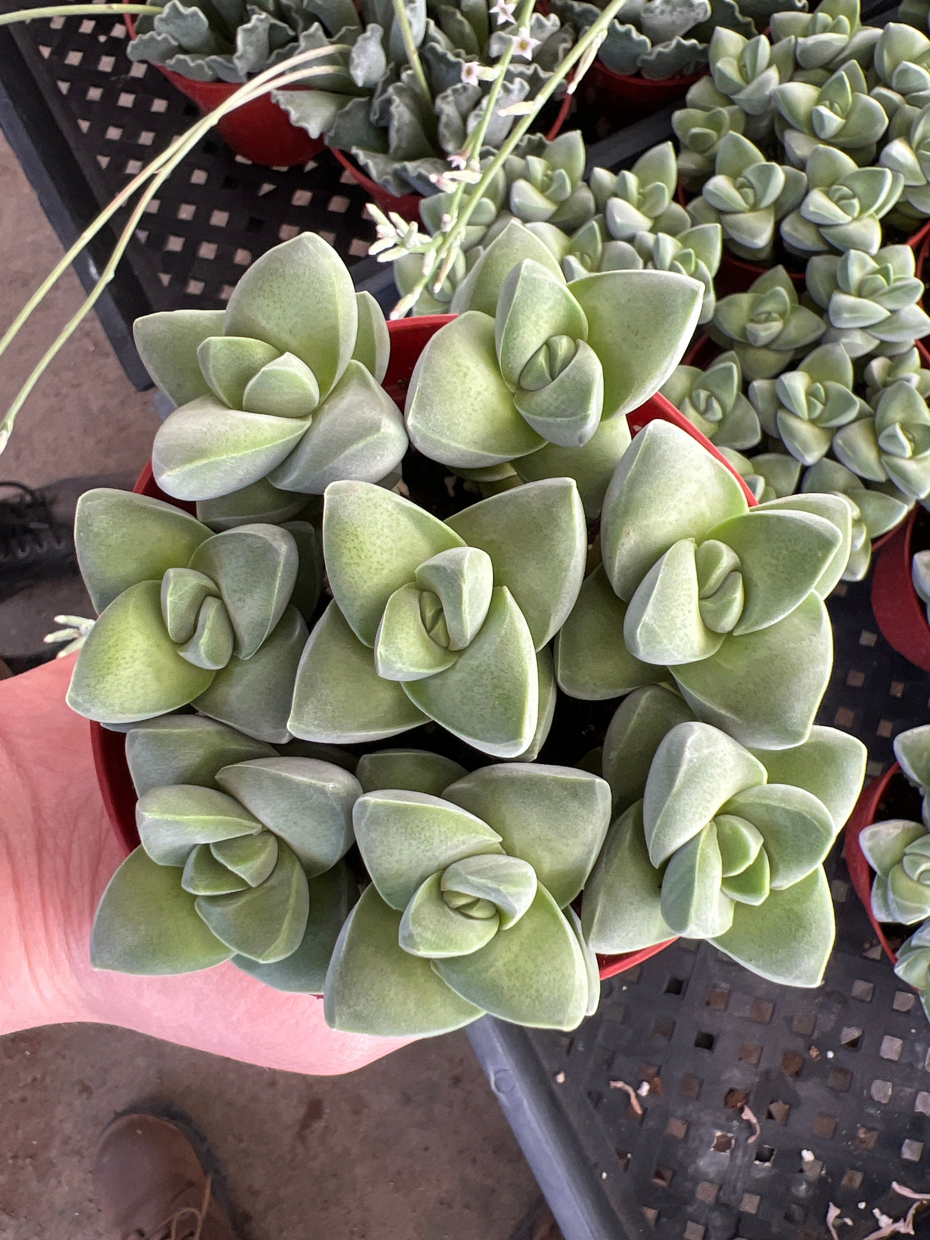 4" Crassula Moon Glow plant photo