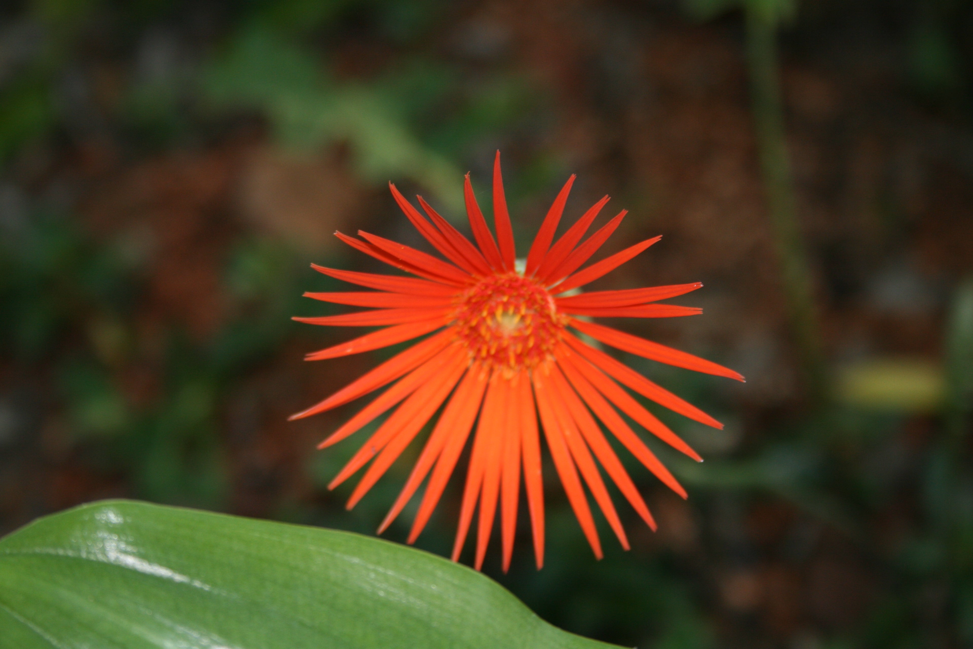 1 GAL Gerbera Daisy plant photo