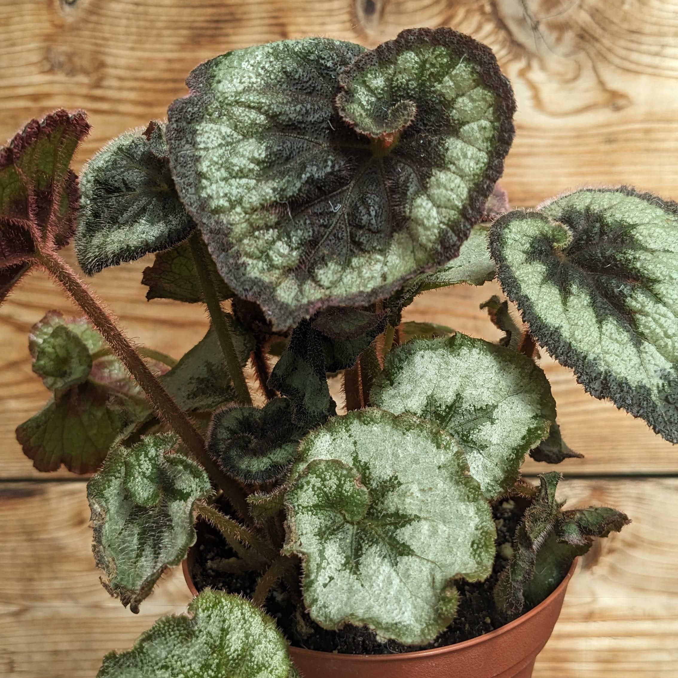 Begonia Escargot
