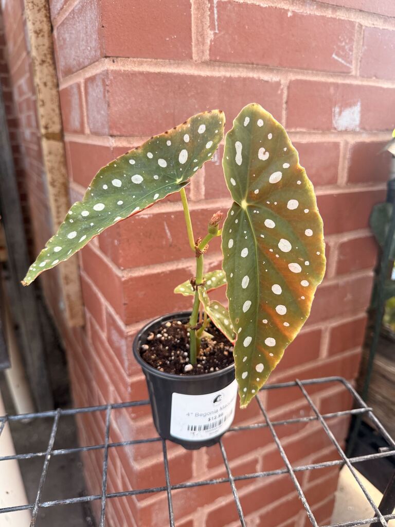 Begonia Maculata