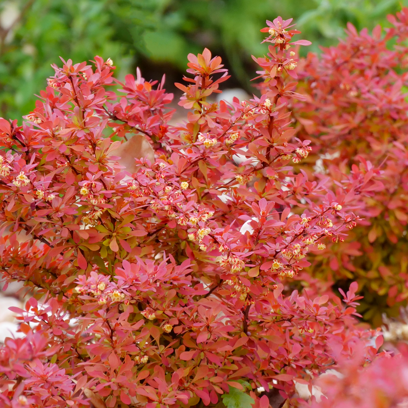 Barberry &