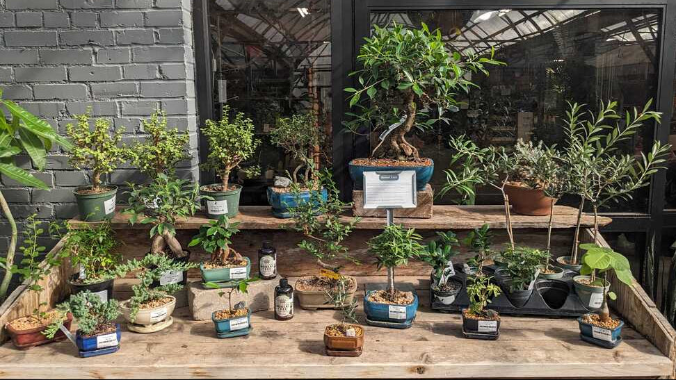 Bonsai Potted