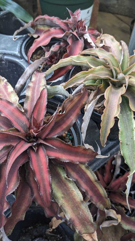 Bromeliad Cryptanthus