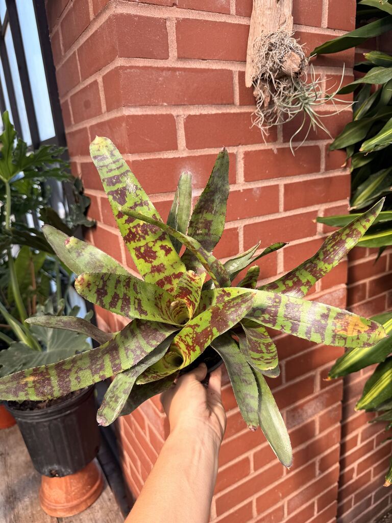 Bromeliad Guacamole