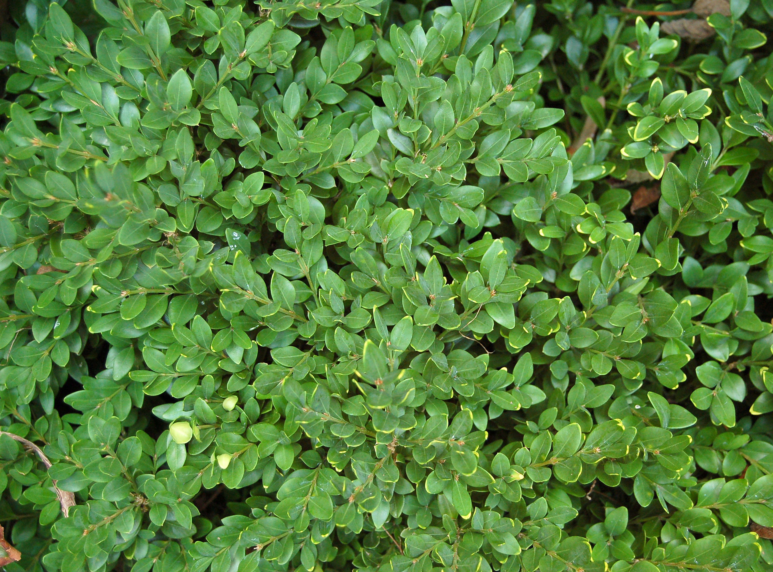 Boxwood &