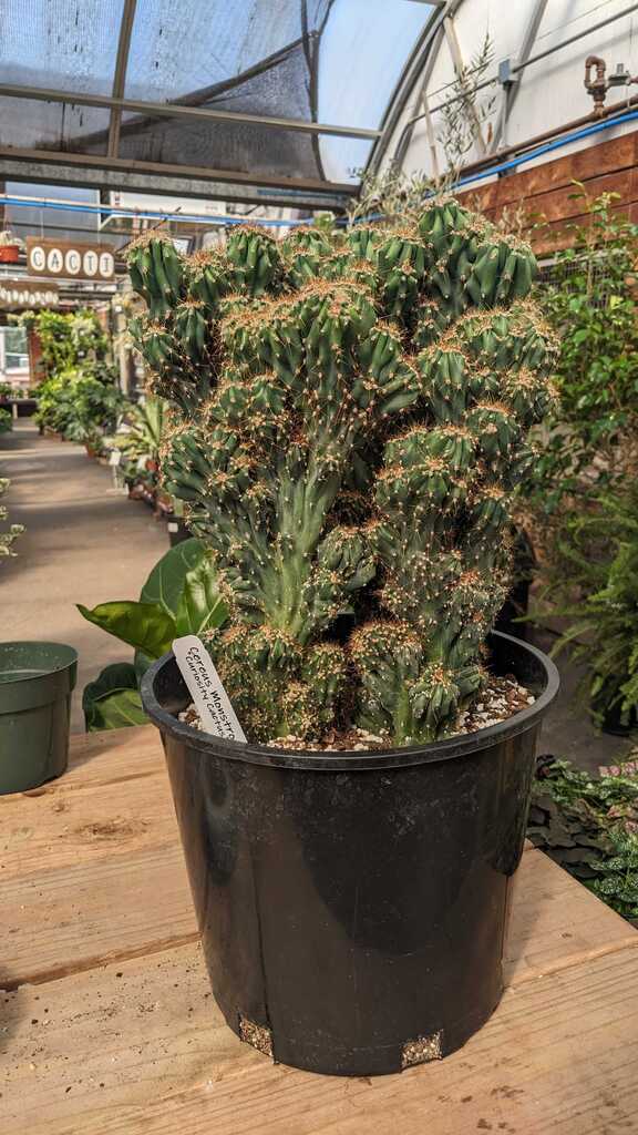 Cactus cereus repandus f. monstrose
