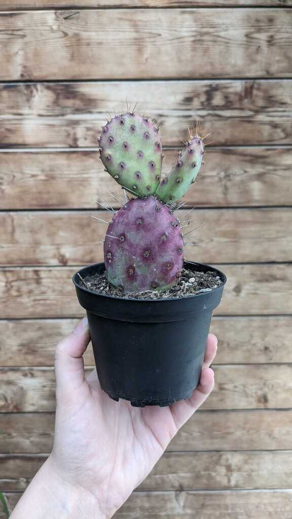 Cactus opuntia dwarf rita
