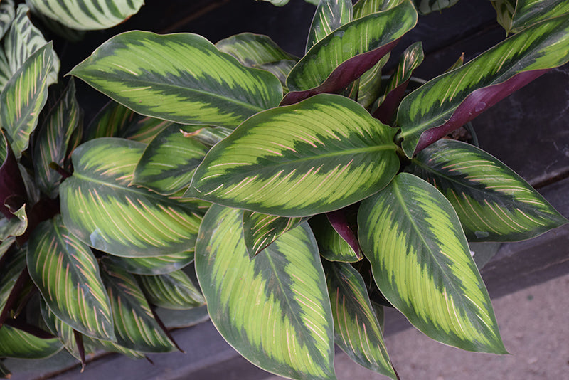 4" Calathea Beauty Star plant photo