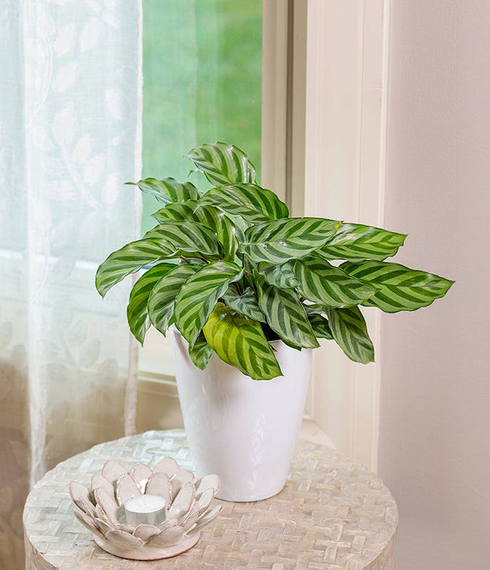 Calathea Freddie plant photo