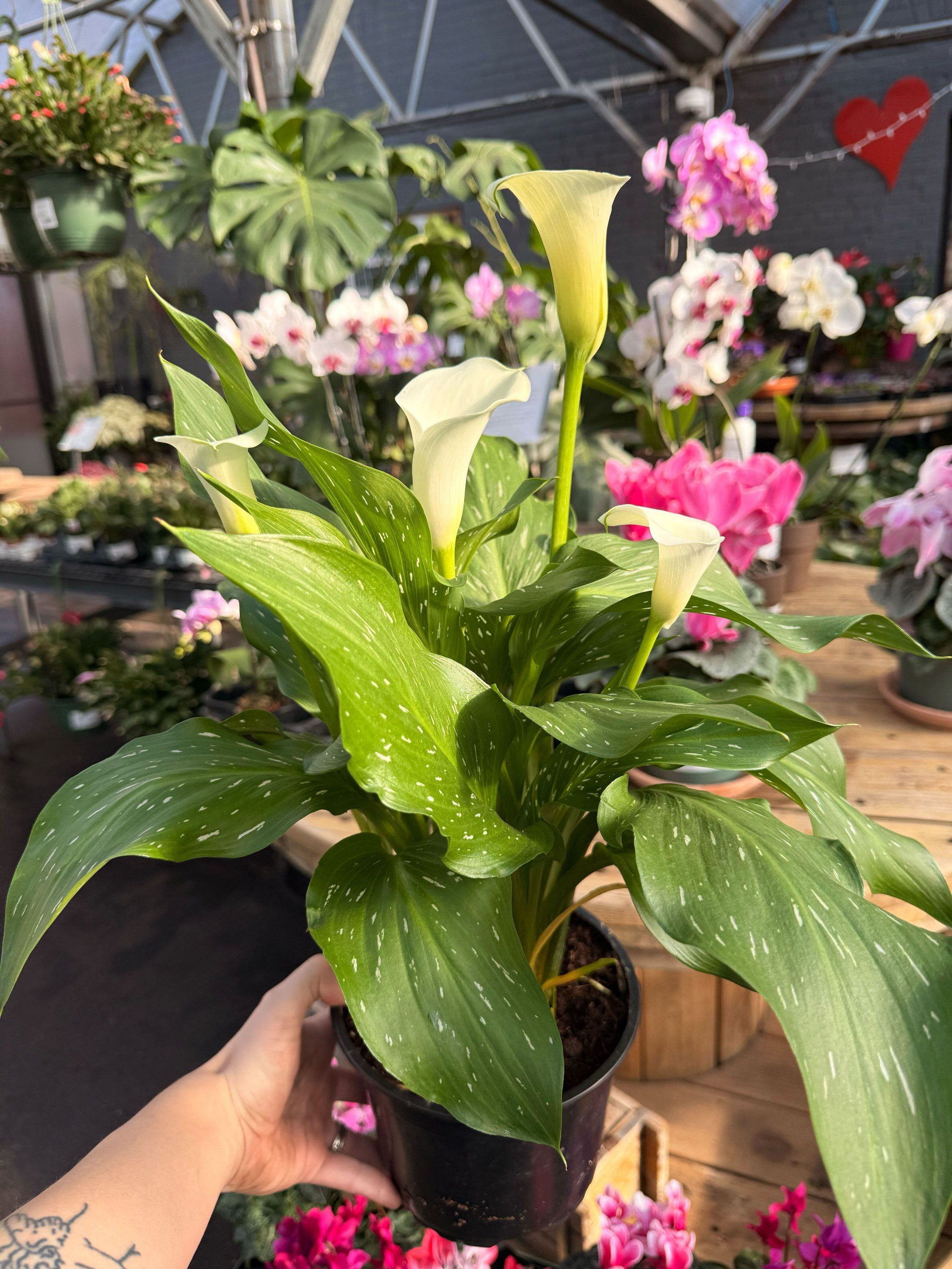6" Calla Lily