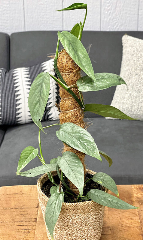 4" Pothos Cebu Blue