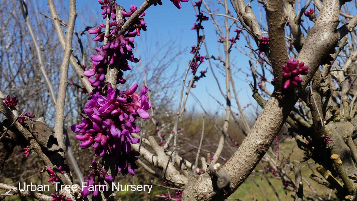 Redbud &