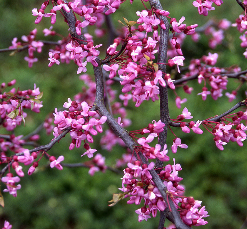 Redbud &