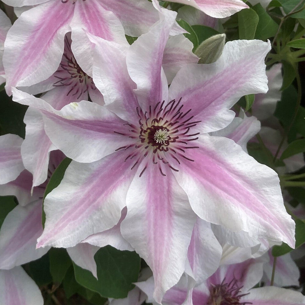 Clematis &
