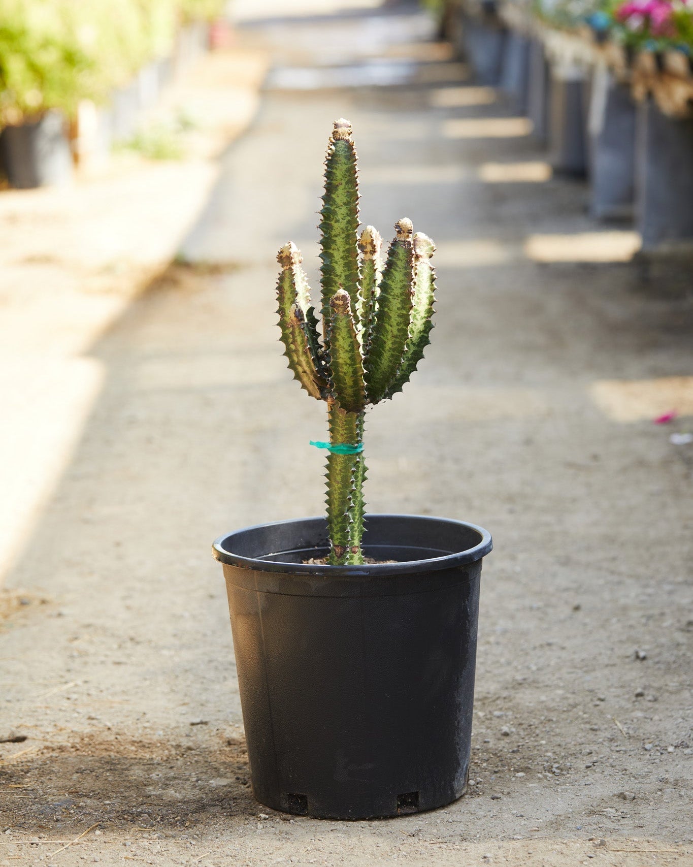14" Euphorbia Trigona plant photo