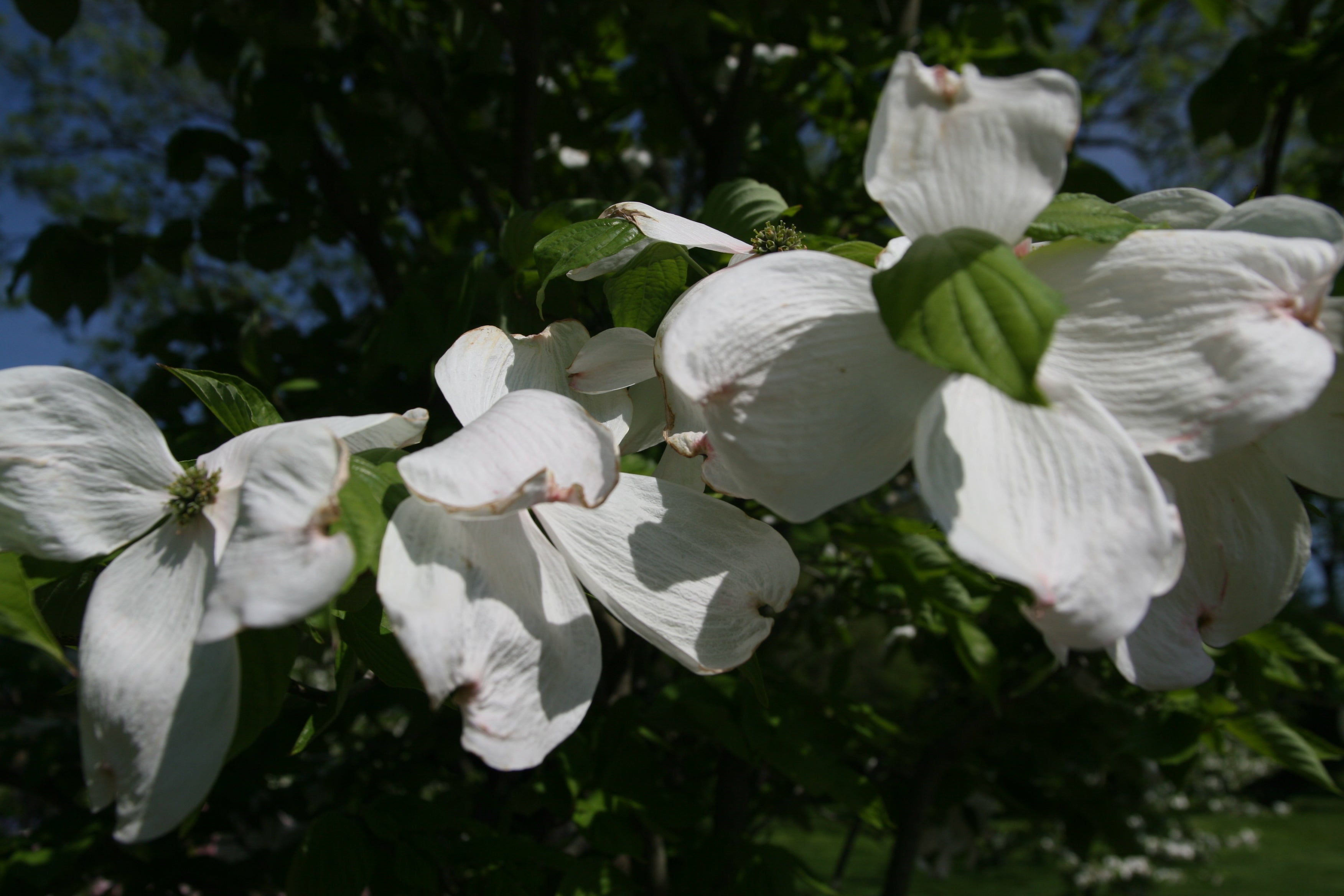 Dogwood &