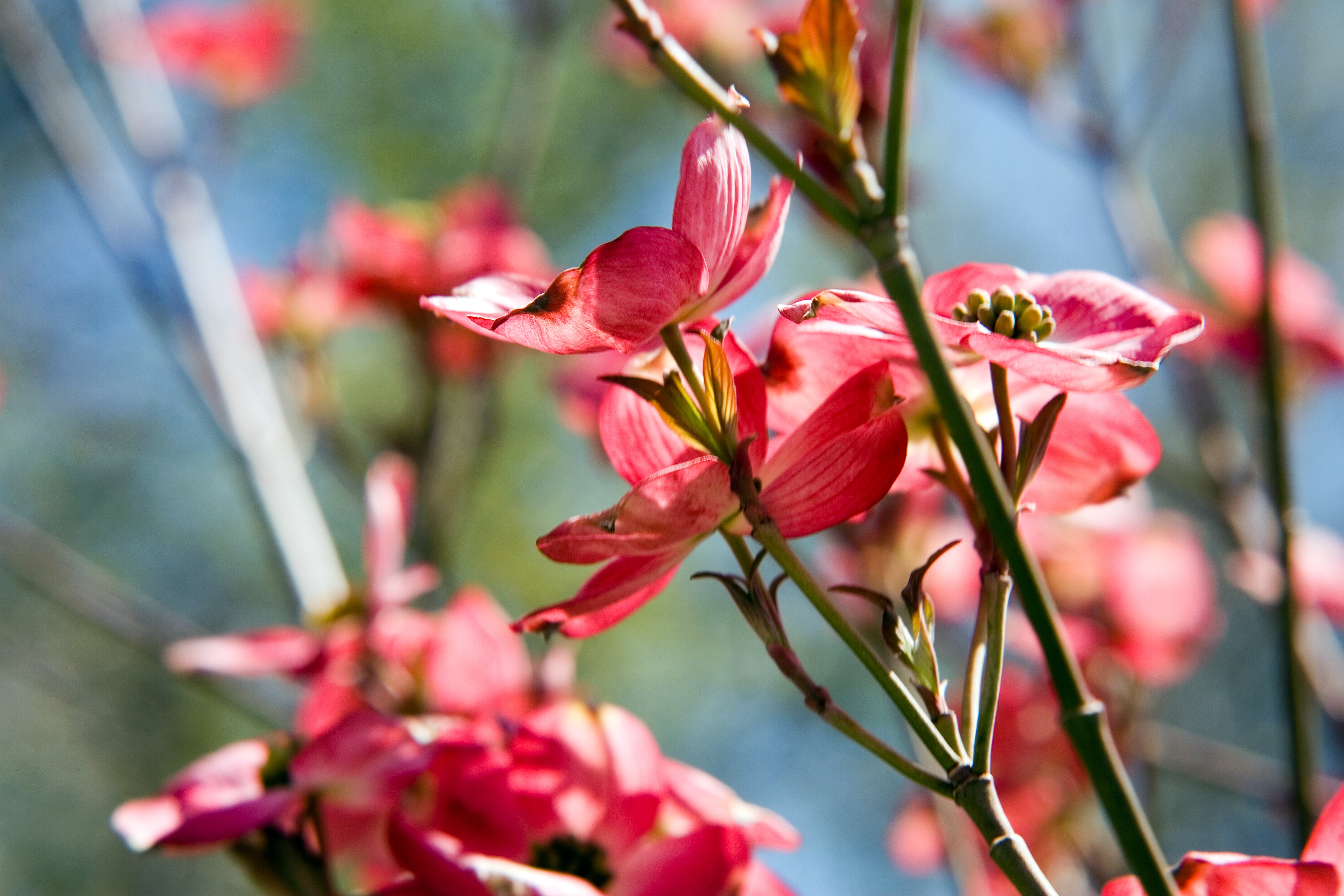 Dogwood &