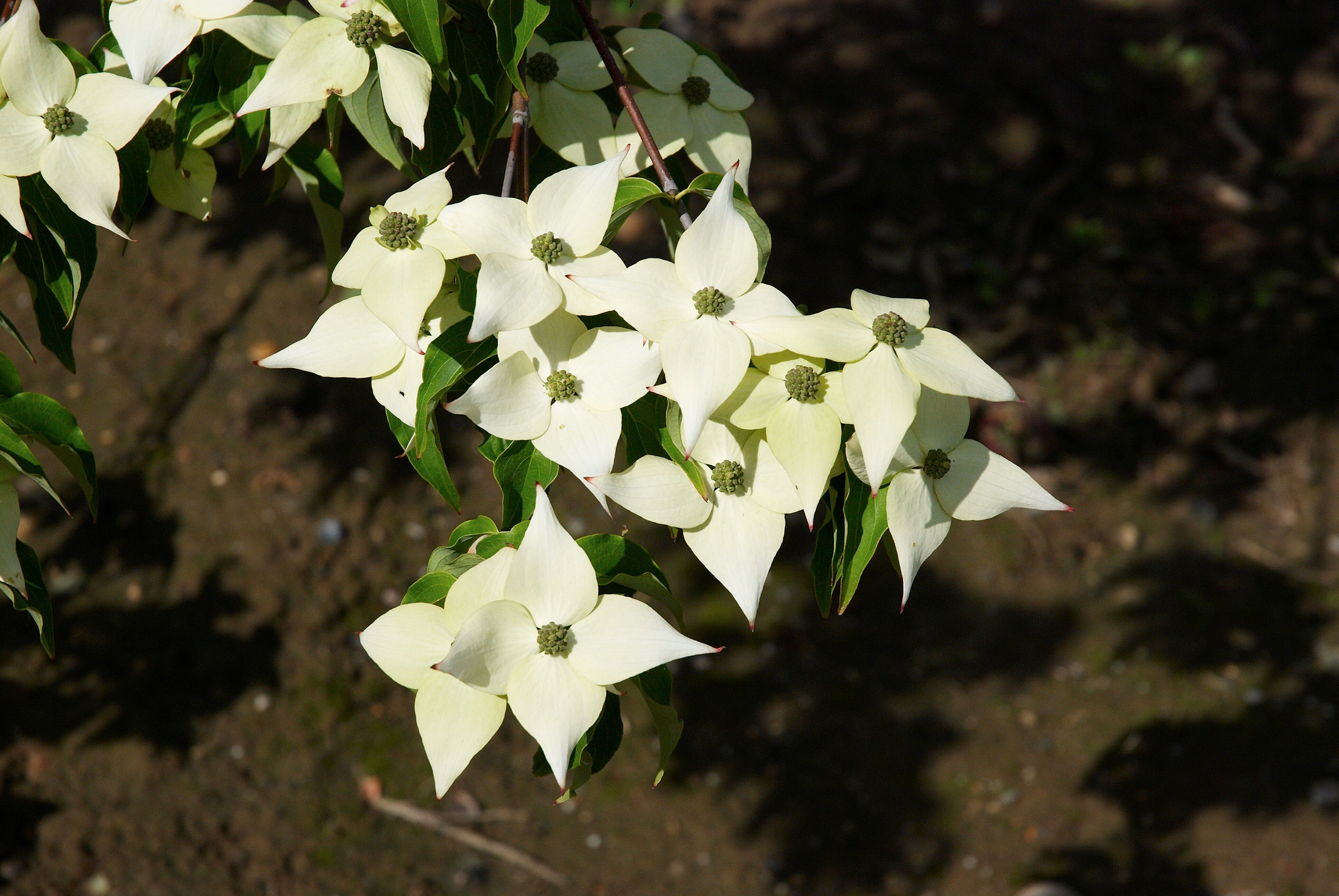 Dogwood &