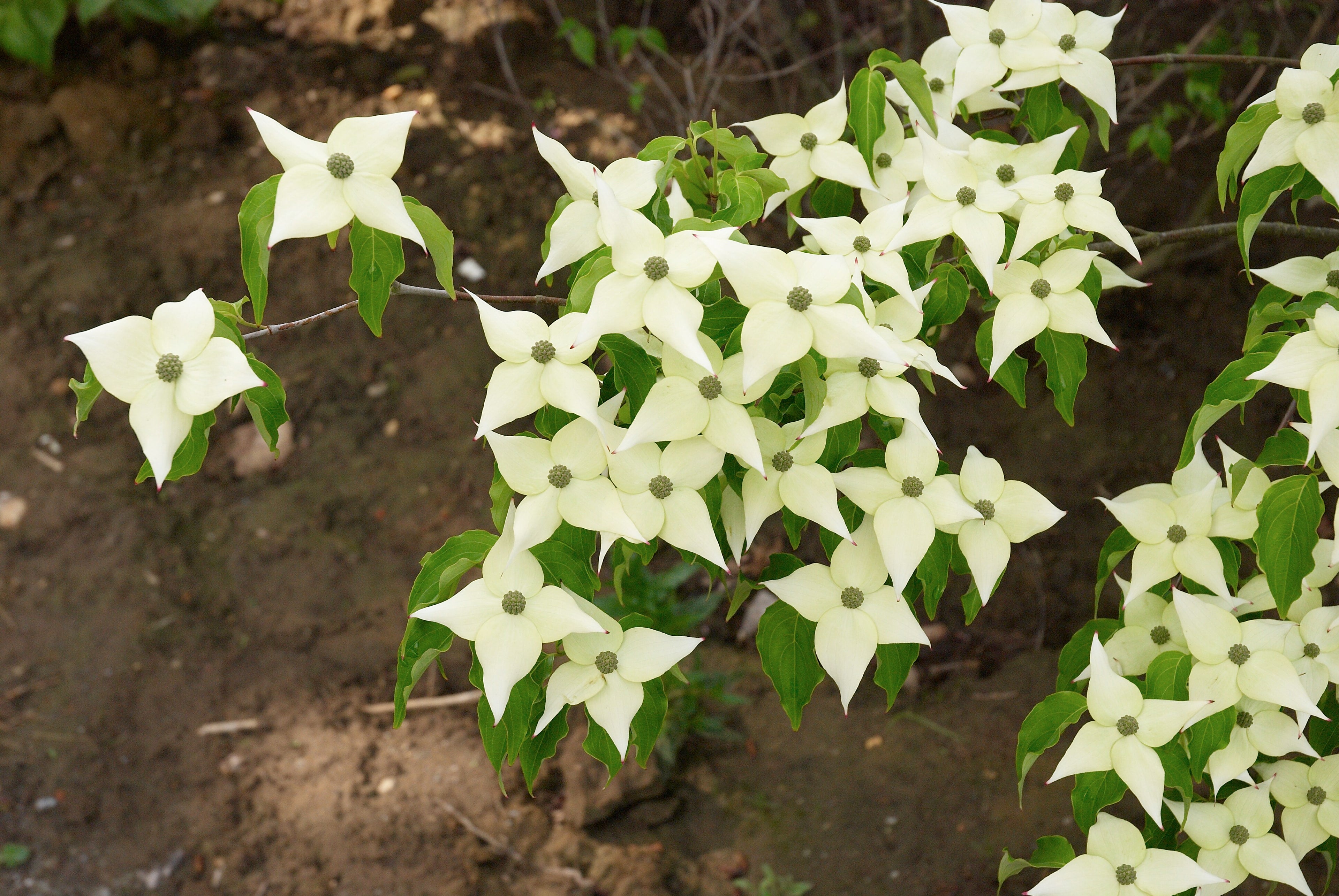 Dogwood &