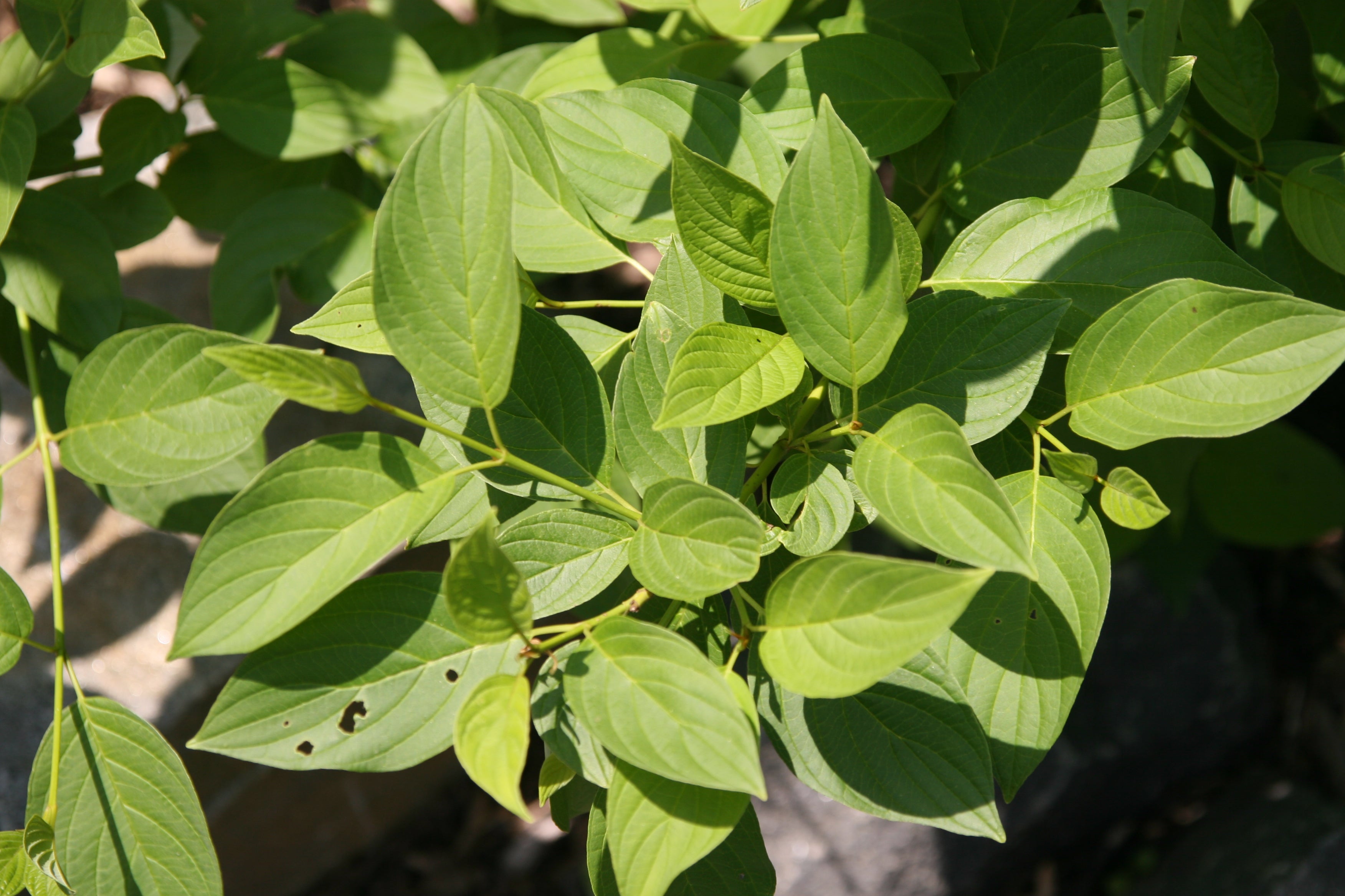 Dogwood &