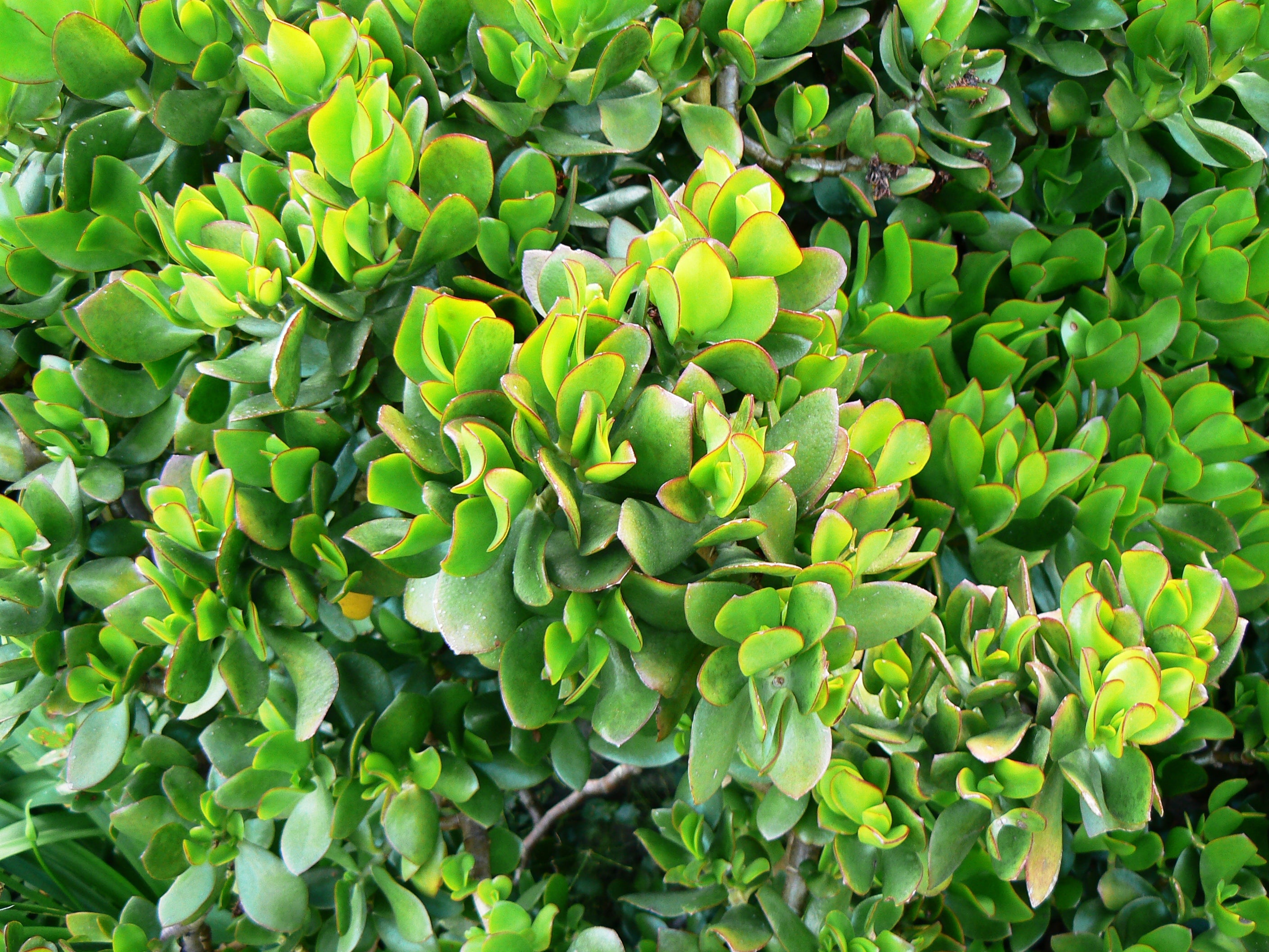 2" Jade plant photo